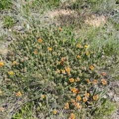 Pultenaea procumbens at Mitchell, ACT - 12 Oct 2020