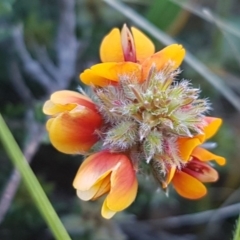 Pultenaea procumbens at Mitchell, ACT - 12 Oct 2020