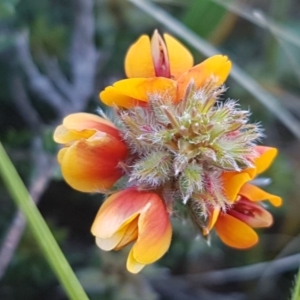 Pultenaea procumbens at Mitchell, ACT - 12 Oct 2020