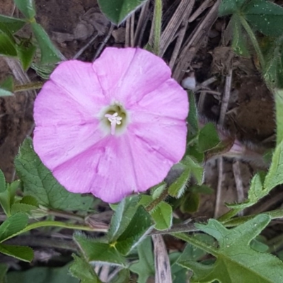 Convolvulus angustissimus subsp. angustissimus (Australian Bindweed) at Lyneham, ACT - 12 Oct 2020 by tpreston