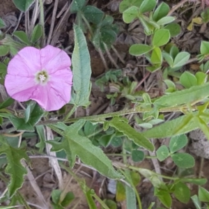 Convolvulus angustissimus subsp. angustissimus at Lyneham, ACT - 12 Oct 2020