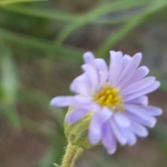 Vittadinia muelleri (Narrow-leafed New Holland Daisy) at Lyneham, ACT - 12 Oct 2020 by tpreston