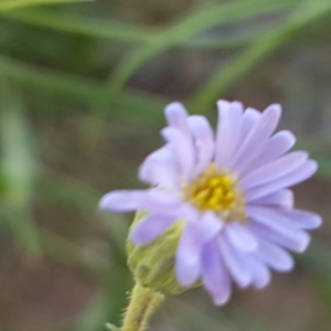 Vittadinia muelleri at Lyneham, ACT - 12 Oct 2020