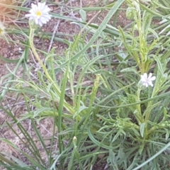 Vittadinia muelleri at Lyneham, ACT - 12 Oct 2020