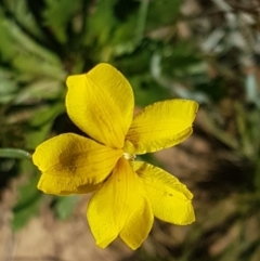 Goodenia pinnatifida (Scrambled Eggs) at Lyneham, ACT - 12 Oct 2020 by trevorpreston