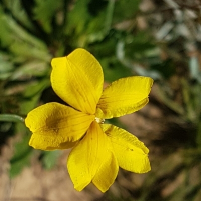 Goodenia pinnatifida (Scrambled Eggs) at Lyneham, ACT - 12 Oct 2020 by tpreston