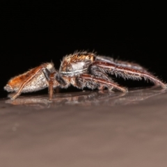 Opisthoncus sp. (genus) (Unidentified Opisthoncus jumping spider) at ANBG - 10 Oct 2020 by rawshorty