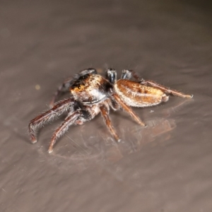 Opisthoncus sp. (genus) at Acton, ACT - 10 Oct 2020 12:45 PM