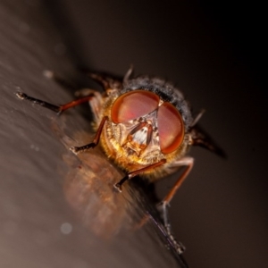 Calliphora stygia at Acton, ACT - 10 Oct 2020 12:42 PM