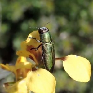 Melobasis propinqua at Holt, ACT - 11 Oct 2020