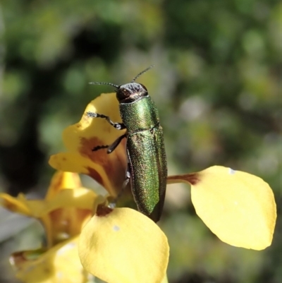 Melobasis propinqua (Propinqua jewel beetle) at Holt, ACT - 11 Oct 2020 by CathB