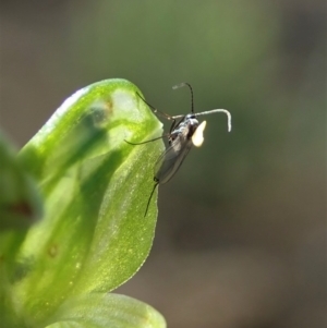 Hymenochilus bicolor (ACT) = Pterostylis bicolor (NSW) at Holt, ACT - suppressed