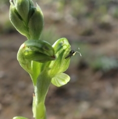 Hymenochilus bicolor (ACT) = Pterostylis bicolor (NSW) at Holt, ACT - suppressed