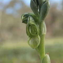 Hymenochilus bicolor (ACT) = Pterostylis bicolor (NSW) at Holt, ACT - suppressed