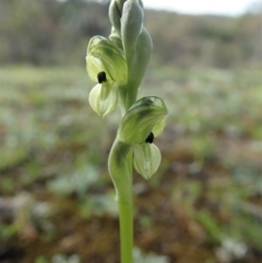 Hymenochilus bicolor at Holt, ACT - 11 Oct 2020