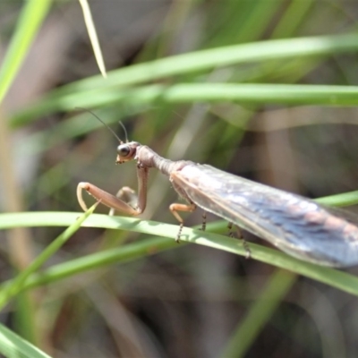 Mantispidae (family) (Unidentified mantisfly) at Aranda Bushland - 11 Oct 2020 by CathB