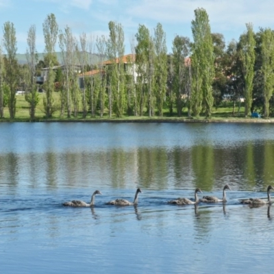 Cygnus atratus (Black Swan) at Yerrabi Pond - 11 Oct 2020 by TrishGungahlin