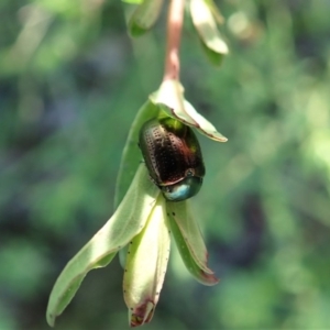 Chrysolina quadrigemina at Cook, ACT - 8 Oct 2020