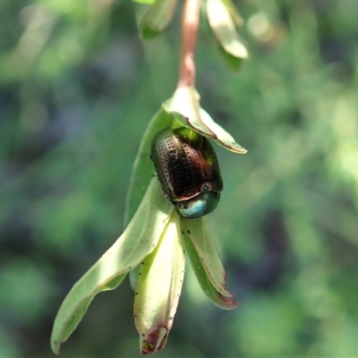 Chrysolina quadrigemina (Greater St Johns Wort beetle) at Cook, ACT - 8 Oct 2020 by CathB