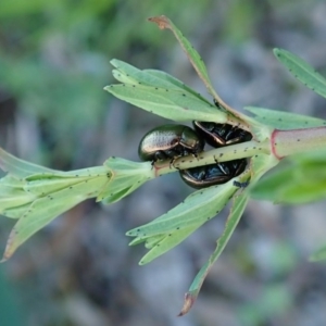 Chrysolina quadrigemina at Cook, ACT - 8 Oct 2020