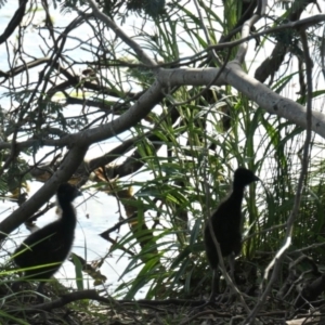 Porphyrio melanotus at Gungahlin, ACT - 12 Oct 2020