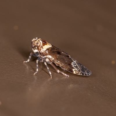 Fulgoroidea sp. (superfamily) (Unidentified fulgoroid planthopper) at Acton, ACT - 10 Oct 2020 by rawshorty