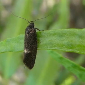 Leistomorpha brontoscopa at Kambah, ACT - 11 Oct 2020