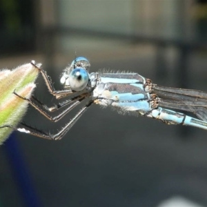 Austrolestes aridus at Kambah, ACT - 11 Oct 2020