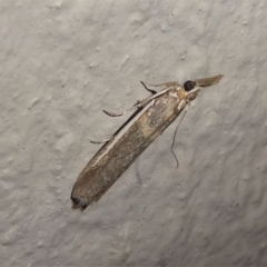 Etiella behrii (Lucerne Seed Web Moth) at Kambah, ACT - 11 Oct 2020 by HarveyPerkins