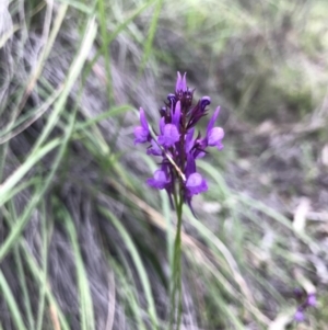 Linaria pelisseriana at Bruce, ACT - 10 Oct 2020