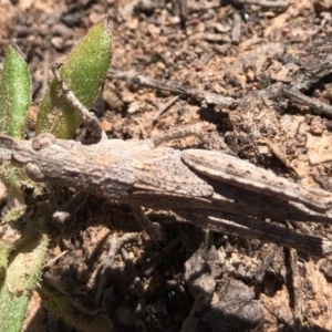 Coryphistes ruricola at Throsby, ACT - 11 Oct 2020