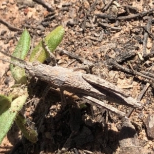 Coryphistes ruricola at Throsby, ACT - 11 Oct 2020