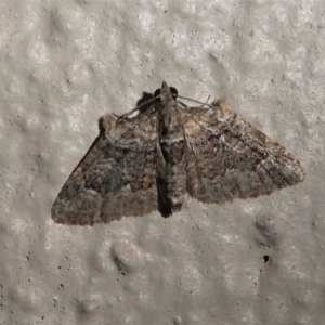 Phrissogonus laticostata at Kambah, ACT - 11 Oct 2020