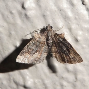 Phrissogonus laticostata at Kambah, ACT - 11 Oct 2020