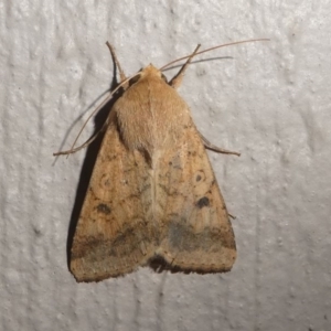 Helicoverpa (genus) at Kambah, ACT - 11 Oct 2020