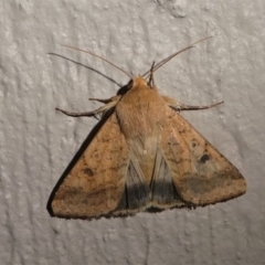 Helicoverpa (genus) at Kambah, ACT - 11 Oct 2020