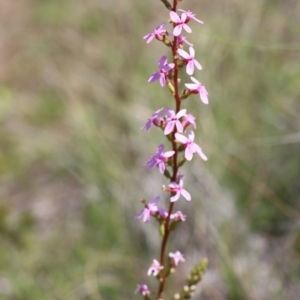 Stylidium graminifolium at Gundaroo, NSW - 12 Oct 2020 11:36 AM