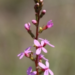 Stylidium graminifolium at Gundaroo, NSW - 12 Oct 2020 11:36 AM