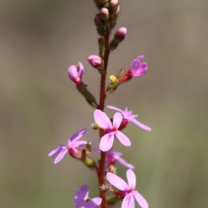 Stylidium graminifolium at Gundaroo, NSW - 12 Oct 2020