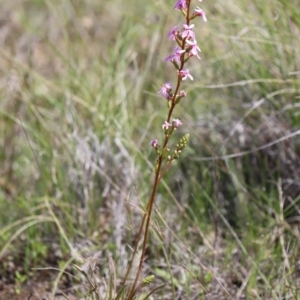 Stylidium graminifolium at Gundaroo, NSW - 12 Oct 2020 11:36 AM