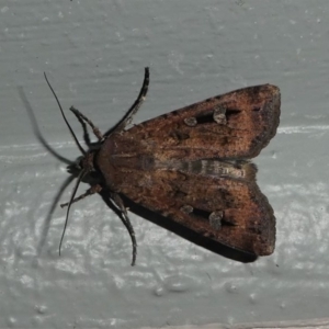 Agrotis infusa at Kambah, ACT - 11 Oct 2020 08:57 PM