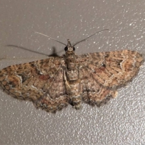 Pasiphilodes testulata at Kambah, ACT - 11 Oct 2020