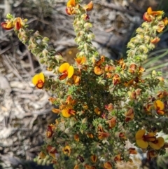 Pultenaea foliolosa (Small Leaf Bushpea) at Springdale Heights, NSW - 12 Oct 2020 by ChrisAllen