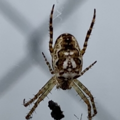 Plebs eburnus (Eastern bush orb-weaver) at Black Range, NSW - 11 Oct 2020 by Steph H