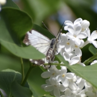 Belenois java (Caper White) at Weston, ACT - 12 Oct 2020 by AliceH