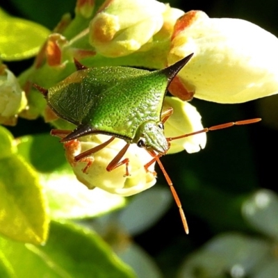 Vitellus sp. (genus) (Spined shield bug) at Crooked Corner, NSW - 11 Oct 2020 by Milly