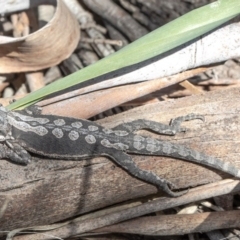 Pogona barbata (Eastern Bearded Dragon) at Holt, ACT - 12 Oct 2020 by Roger