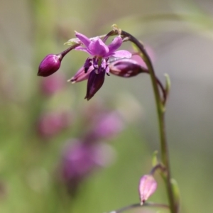 Arthropodium minus at Gundaroo, NSW - 12 Oct 2020