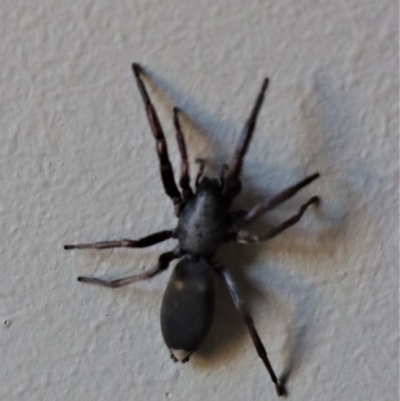 Lampona sp. (genus) (White-tailed spider) at Gundaroo, NSW - 12 Oct 2020 by Gunyijan