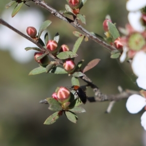 Atoichus bicolor at Gundaroo, NSW - 12 Oct 2020